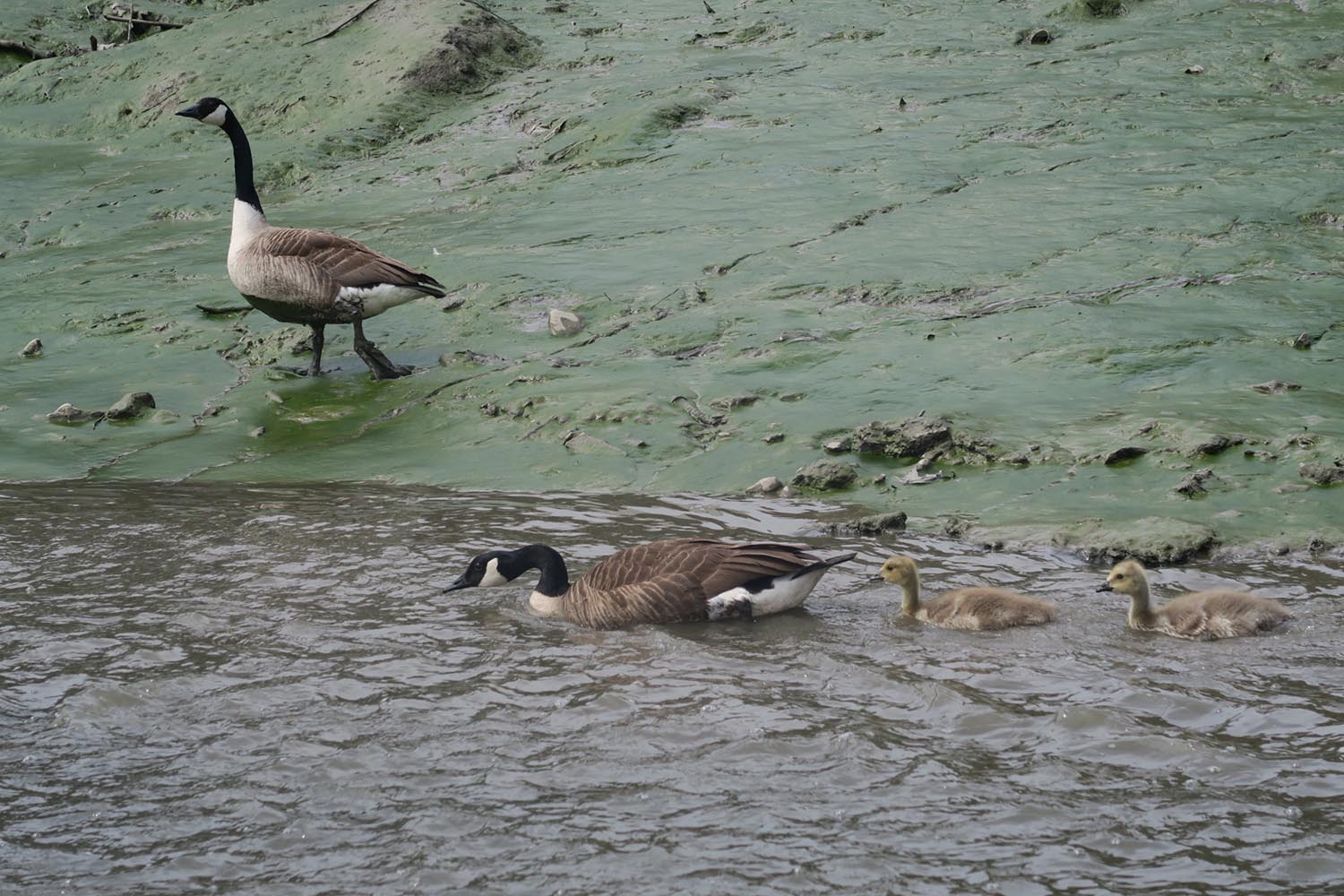 deptford creek tour