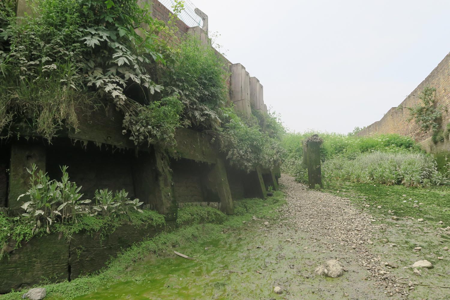 Twice a month, the Creekside Education Fund open their doors to those interested in exploring Deptford Creek during low tide, in all its muddy glory.