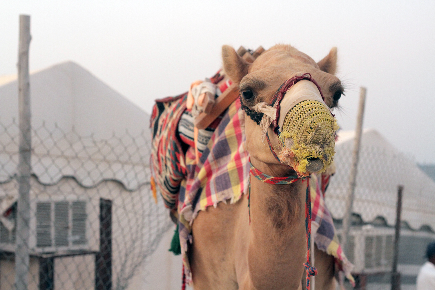 camping in qatar desert