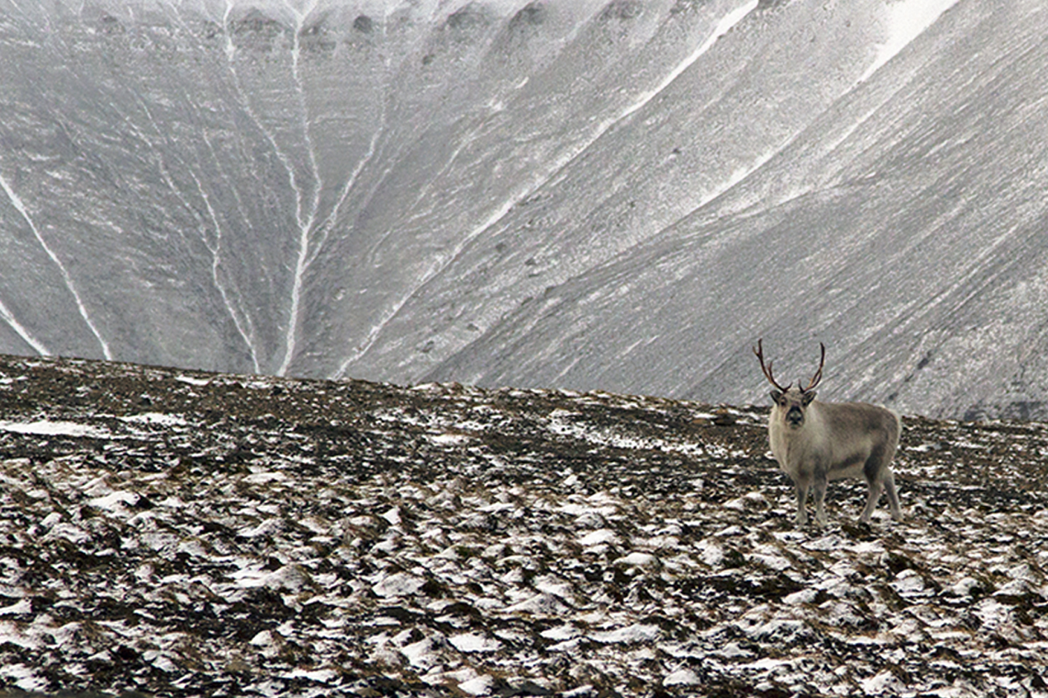 reindeer