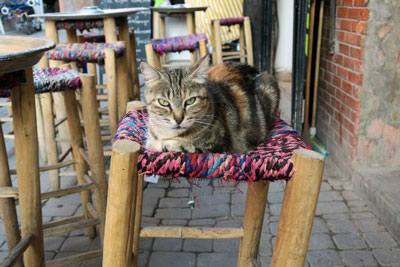 A cat in Morocco sitting on a brightly coloured stool. Discover the advantages to visiting Morocco in January.