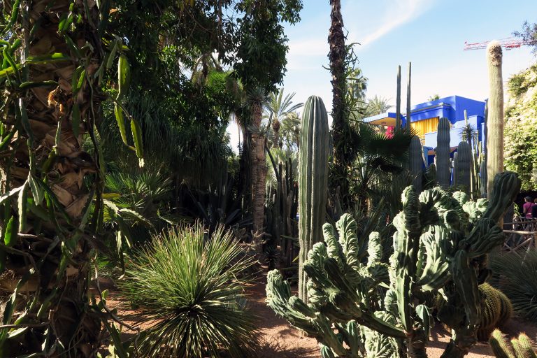jardin de majorelle