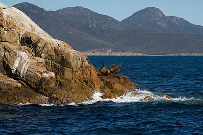 Seals near Freycinet National Park in Tasmania, Australia. What is responsible tourism? Let's discuss.