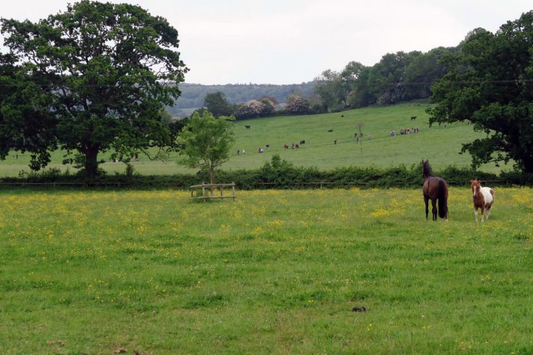 What it’s like to attend the Cheese Rolling Festival in Gloucester