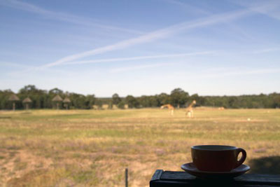 A cup of tea balances on a ledge in the foreground. In the blurry background, giraffes graze on a wide open field at Taronga Western Plains Zoo. Discover the best Dubbo Zoo accommodation – the Zoofari Lodge.