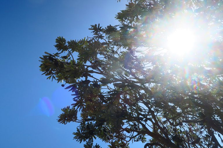 Sun breaking through the leaves of a tree on a blue-skied day. Discover why summer in Australia is a terrible time to visit.