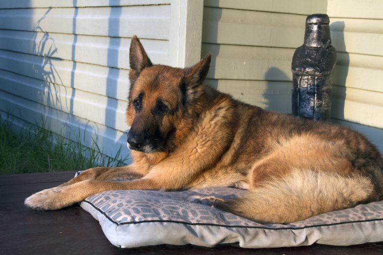 A Eulogy of Sorts – In Loving Memory of My Dog