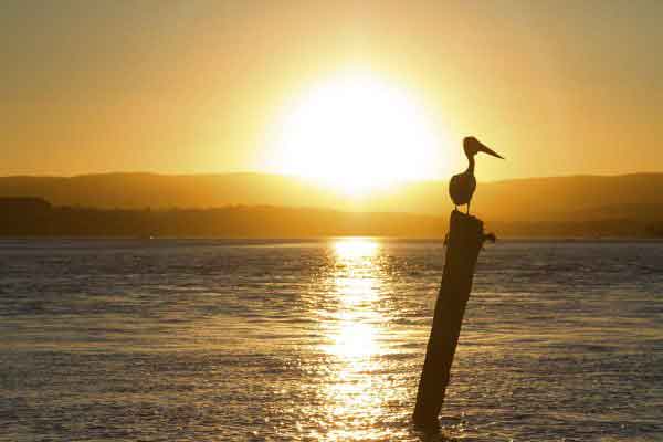 A pelican perches on a post, with a golden sunset behind it. Discover some unique NSW weekend getaways.
