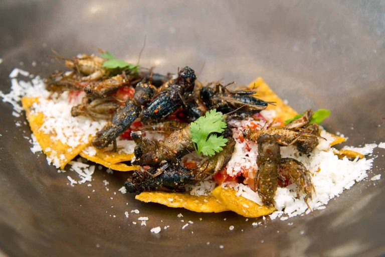 Munching on Insects at ChangChui Market in Bangkok