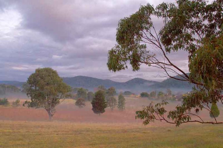 Trees in a field, with mist settling on them, a typical setting for a winter holiday in Australia.