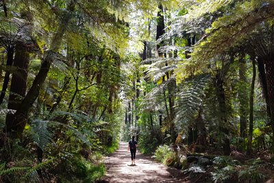 A woman walks along a path, surrounded by tall green trees. Discover the best books about walking.