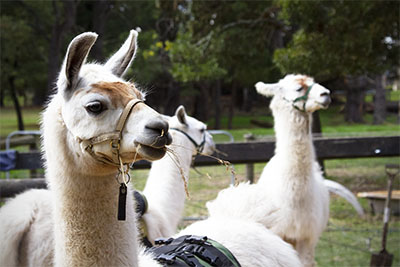 Some of the male llamas of Hanging Rock Llama Treks. Discover what it's like to go walking with llamas to Hanging Rock in Victoria.