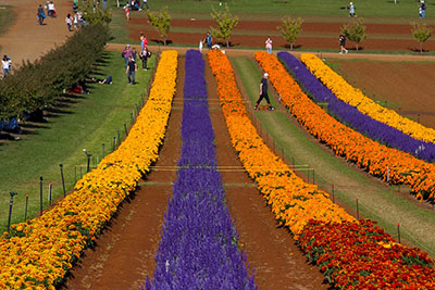 27 things to do in the Dandenong Ranges, Victoria