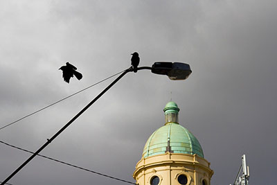 Two crows hang out on a street lamp, with an ornate building behind them. Discover the most haunted places in Melbourne.