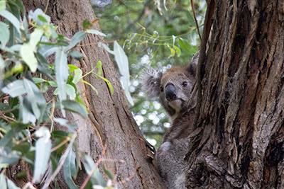 A koala sitting in a eucalyptus tree. Koala spotting is one of the best things to do on French Island.