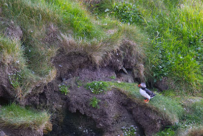 Puffin on cliffs surrounded by grass on Shetland Islands.