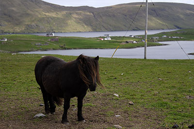 A Shetland pony grazing in a field. Discover the best way to get to the Shetland Islands.