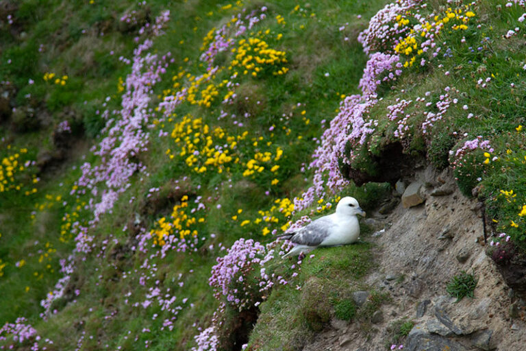 A fulmar sitting among yellow and purple wildflowers on the Shetland Islands.