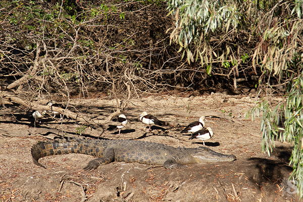 Crocodile basking in the sun, surrounded by Radjah Shelduck.